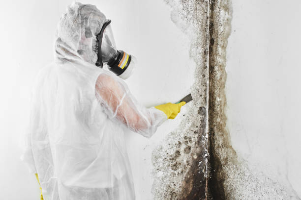 Best Attic Mold Removal  in Woodson Terrace, MO