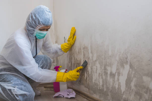 Best Mold Removal Company Near Me  in Woodson Terrace, MO