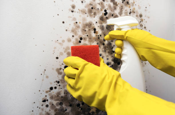 Mold Removal Process in Woodson Terrace, MO