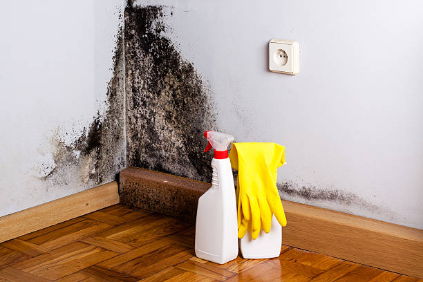 Office Mold Removal Services in Woodson Terrace, MO