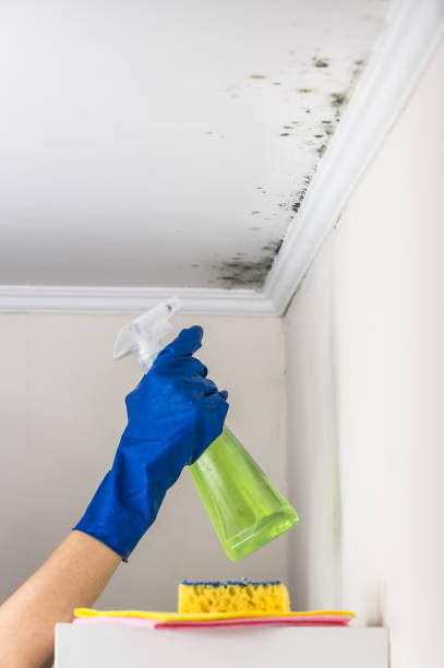 Best Mold Remediation Experts  in Woodson Terrace, MO