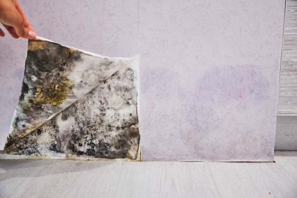Best Home Mold Removal  in Woodson Terrace, MO